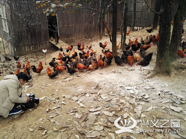 兴义成功建设两个“矮脚鸡”繁育养殖项目示范基地